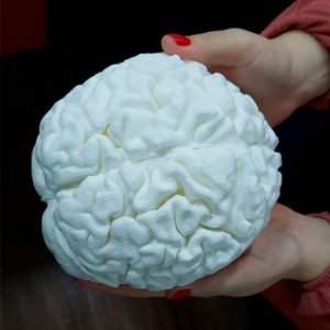 Impressao-3d-medicina-anatomia-biomodelo-cerebro-1